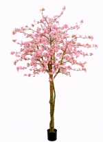 Japanse sierkersenboom 240cm
